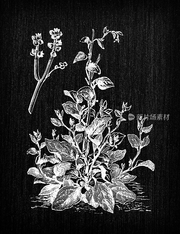 植物学蔬菜植物仿古雕刻插画:Basella alba(马拉巴菠菜、藤菠菜)
